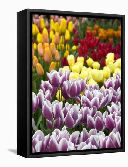 Keukenhof Gardens, Lisse, Netherlands-Cindy Miller Hopkins-Framed Stretched Canvas