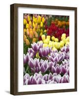 Keukenhof Gardens, Lisse, Netherlands-Cindy Miller Hopkins-Framed Photographic Print