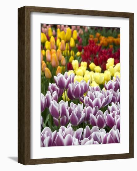 Keukenhof Gardens, Lisse, Netherlands-Cindy Miller Hopkins-Framed Photographic Print