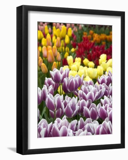 Keukenhof Gardens, Lisse, Netherlands-Cindy Miller Hopkins-Framed Photographic Print