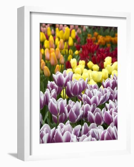 Keukenhof Gardens, Lisse, Netherlands-Cindy Miller Hopkins-Framed Photographic Print