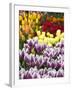 Keukenhof Gardens, Lisse, Netherlands-Cindy Miller Hopkins-Framed Photographic Print