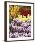 Keukenhof Gardens, Lisse, Netherlands-Cindy Miller Hopkins-Framed Photographic Print