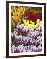 Keukenhof Gardens, Lisse, Netherlands-Cindy Miller Hopkins-Framed Photographic Print