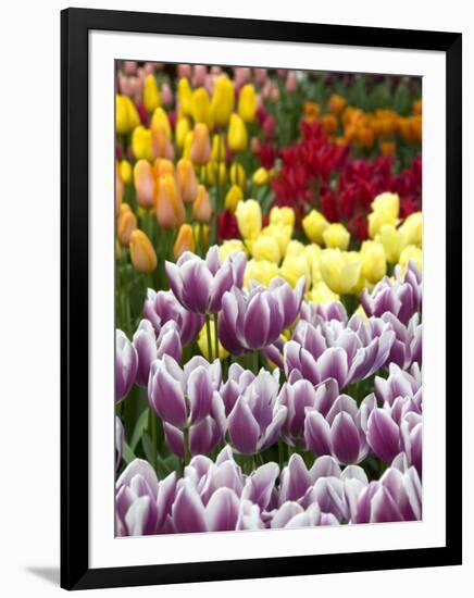 Keukenhof Gardens, Lisse, Netherlands-Cindy Miller Hopkins-Framed Photographic Print