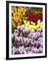 Keukenhof Gardens, Lisse, Netherlands-Cindy Miller Hopkins-Framed Photographic Print