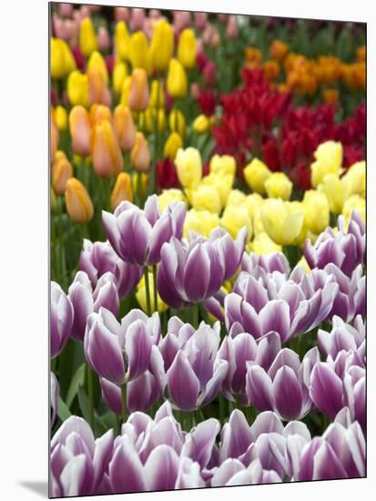 Keukenhof Gardens, Lisse, Netherlands-Cindy Miller Hopkins-Mounted Photographic Print