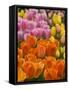 Keukenhof Gardens, Lisse, Netherlands-Cindy Miller Hopkins-Framed Stretched Canvas