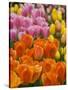 Keukenhof Gardens, Lisse, Netherlands-Cindy Miller Hopkins-Stretched Canvas