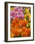 Keukenhof Gardens, Lisse, Netherlands-Cindy Miller Hopkins-Framed Photographic Print