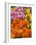 Keukenhof Gardens, Lisse, Netherlands-Cindy Miller Hopkins-Framed Photographic Print