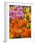 Keukenhof Gardens, Lisse, Netherlands-Cindy Miller Hopkins-Framed Photographic Print