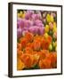 Keukenhof Gardens, Lisse, Netherlands-Cindy Miller Hopkins-Framed Photographic Print