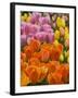 Keukenhof Gardens, Lisse, Netherlands-Cindy Miller Hopkins-Framed Photographic Print