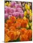 Keukenhof Gardens, Lisse, Netherlands-Cindy Miller Hopkins-Mounted Photographic Print