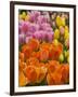 Keukenhof Gardens, Lisse, Netherlands-Cindy Miller Hopkins-Framed Photographic Print