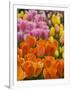 Keukenhof Gardens, Lisse, Netherlands-Cindy Miller Hopkins-Framed Photographic Print