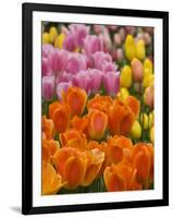 Keukenhof Gardens, Lisse, Netherlands-Cindy Miller Hopkins-Framed Photographic Print