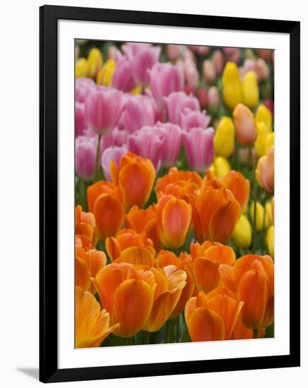 Keukenhof Gardens, Lisse, Netherlands-Cindy Miller Hopkins-Framed Photographic Print