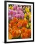 Keukenhof Gardens, Lisse, Netherlands-Cindy Miller Hopkins-Framed Photographic Print