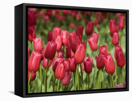 Keukenhof Gardens, Lisse, Netherlands-Cindy Miller Hopkins-Framed Stretched Canvas