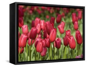 Keukenhof Gardens, Lisse, Netherlands-Cindy Miller Hopkins-Framed Stretched Canvas