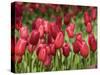 Keukenhof Gardens, Lisse, Netherlands-Cindy Miller Hopkins-Stretched Canvas