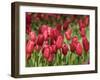 Keukenhof Gardens, Lisse, Netherlands-Cindy Miller Hopkins-Framed Photographic Print