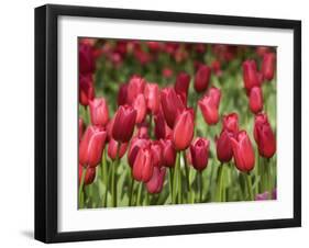 Keukenhof Gardens, Lisse, Netherlands-Cindy Miller Hopkins-Framed Photographic Print