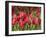 Keukenhof Gardens, Lisse, Netherlands-Cindy Miller Hopkins-Framed Photographic Print