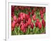 Keukenhof Gardens, Lisse, Netherlands-Cindy Miller Hopkins-Framed Photographic Print