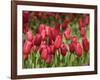 Keukenhof Gardens, Lisse, Netherlands-Cindy Miller Hopkins-Framed Photographic Print