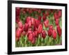 Keukenhof Gardens, Lisse, Netherlands-Cindy Miller Hopkins-Framed Photographic Print