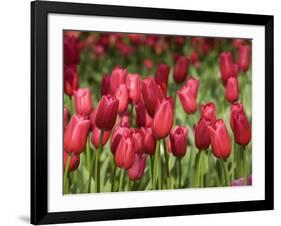 Keukenhof Gardens, Lisse, Netherlands-Cindy Miller Hopkins-Framed Photographic Print