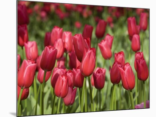 Keukenhof Gardens, Lisse, Netherlands-Cindy Miller Hopkins-Mounted Photographic Print