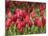 Keukenhof Gardens, Lisse, Netherlands-Cindy Miller Hopkins-Mounted Photographic Print