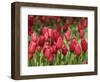 Keukenhof Gardens, Lisse, Netherlands-Cindy Miller Hopkins-Framed Photographic Print