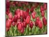 Keukenhof Gardens, Lisse, Netherlands-Cindy Miller Hopkins-Mounted Photographic Print