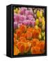 Keukenhof Gardens, Lisse, Netherlands-Cindy Miller Hopkins-Framed Stretched Canvas