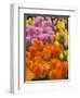 Keukenhof Gardens, Lisse, Netherlands-Cindy Miller Hopkins-Framed Photographic Print