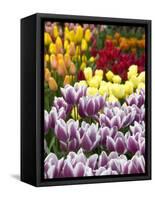 Keukenhof Gardens, Lisse, Netherlands-Cindy Miller Hopkins-Framed Stretched Canvas