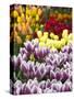 Keukenhof Gardens, Lisse, Netherlands-Cindy Miller Hopkins-Stretched Canvas