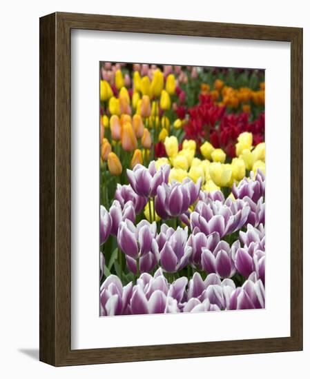 Keukenhof Gardens, Lisse, Netherlands-Cindy Miller Hopkins-Framed Photographic Print