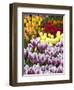 Keukenhof Gardens, Lisse, Netherlands-Cindy Miller Hopkins-Framed Photographic Print