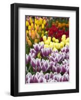 Keukenhof Gardens, Lisse, Netherlands-Cindy Miller Hopkins-Framed Photographic Print