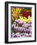 Keukenhof Gardens, Lisse, Netherlands-Cindy Miller Hopkins-Framed Photographic Print