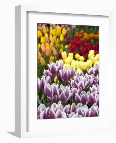 Keukenhof Gardens, Lisse, Netherlands-Cindy Miller Hopkins-Framed Photographic Print
