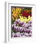 Keukenhof Gardens, Lisse, Netherlands-Cindy Miller Hopkins-Framed Photographic Print