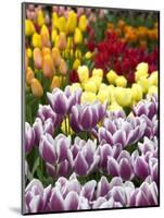 Keukenhof Gardens, Lisse, Netherlands-Cindy Miller Hopkins-Mounted Photographic Print