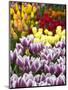 Keukenhof Gardens, Lisse, Netherlands-Cindy Miller Hopkins-Mounted Photographic Print